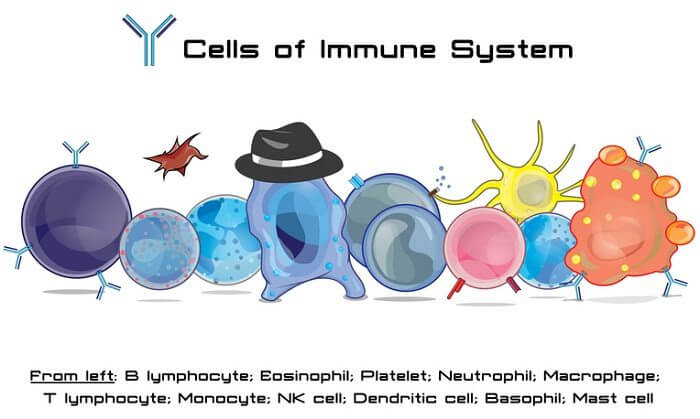 cells of your immune system illustration