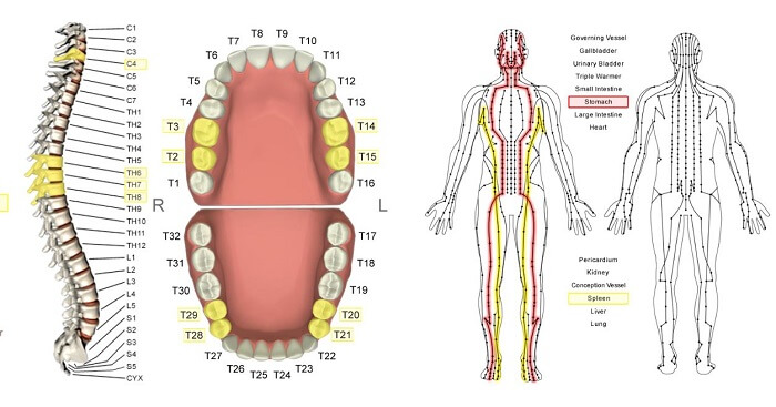 Stomach Meridian Chart